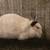Female Meat Rabbit 3 thumbnail