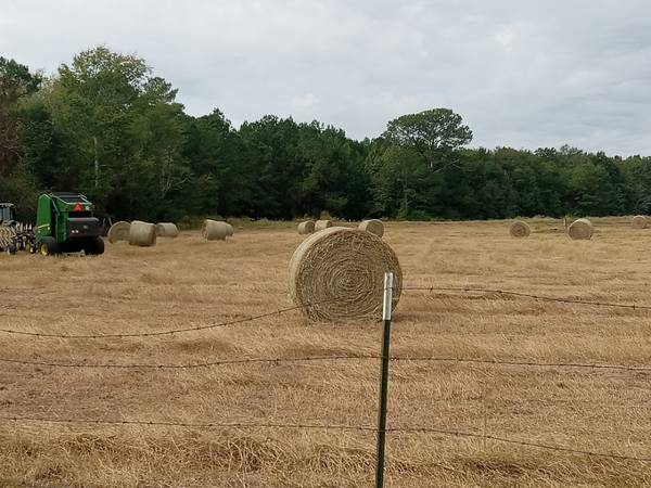 Hay for Sale Fresh Cut 11/1 bermudagrass per bale 1