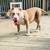 Rehoming American Bullies 3 thumbnail