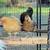 laying hens 16 thumbnail