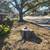 Tree services 5 thumbnail