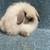 Holland Lop Rabbits 7 thumbnail