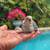 Baby parakeets 5 thumbnail