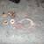Muffler and muffler cover gasket and nuts and bolts for Honda or Honda 4 thumbnail