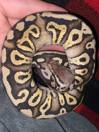 Python snake 1