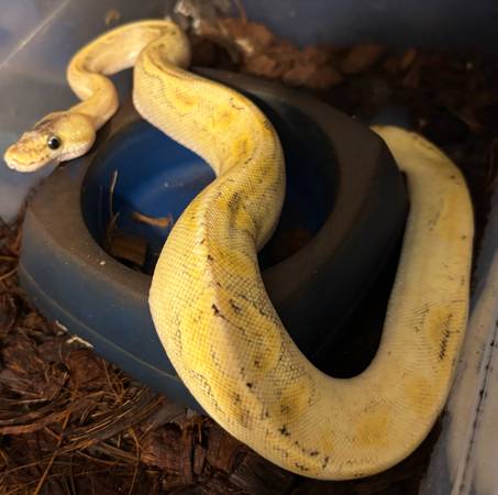 Boas pitón juveniles (Shreveport)