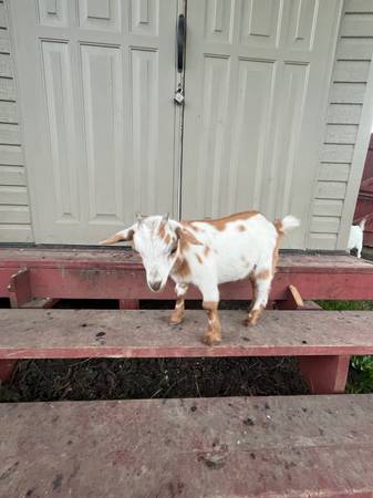 nigerian dwarf goats (Louisville)63670840864643122