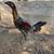 Gamefowl gallos fino 1 thumbnail
