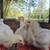 🐣 Lavender Ameraucanas, Copper Marans & Bresse Chicks Available Now 8 thumbnail