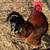 Hatching eggs  Orpington or RIR 2 thumbnail