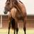 Stud Service: AQHA Bay Dun Paddys Irish Whiskey 4 thumbnail