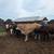 8 bred braford heifers 13 thumbnail