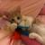 Orange tabby kitten 5 thumbnail