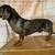 4 year old Dachshund 3 thumbnail