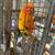 Sun Conure 1 thumbnail