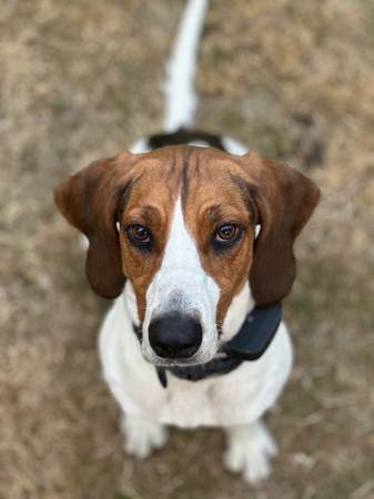 Rehoming Coonhound (Shoreline)63853558654593121