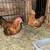 Bantam Pairs 1 thumbnail