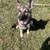 German Shepherd pup 3 thumbnail