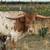⭐ TEXAS LONGHORN STEER ⭐ 5 thumbnail