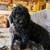 Miniature poodle puppies 4 thumbnail