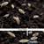 Isopods for bioactive tanks or food for critters, frogs, crabs 5 thumbnail