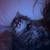 Persian mainecoon kitten 3 thumbnail
