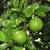 Mexican Lime Key Lime tree for sale Organic 12 thumbnail
