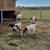 Goats For Sale 10 thumbnail