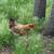 Laying Hens 1 thumbnail