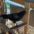 Rooster-half Ayam Cemani and half Polish 5 thumbnail