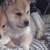 Chowsky puppies 3 thumbnail