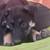 German shepherd/Husky 3 thumbnail