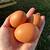 Egg layers 4 thumbnail