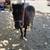 Pony 1 thumbnail
