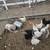 Chickens 3 thumbnail