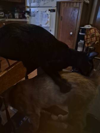 Gatitos gemelos (Vinton)