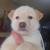 Husky Puppy 6 thumbnail