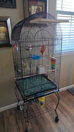 Rehoming our Parakeet - with cage and all Accessories63679359612545122