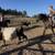 15Yr Grade Appendix Mare 5 thumbnail