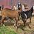 ADGA Purebred Nubian Bucks 2 thumbnail