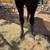 Black Stallion APHA 4 thumbnail
