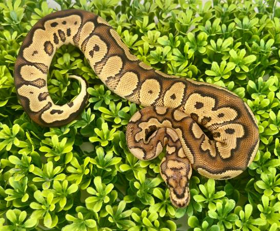 Baby Red Stripe Yellow Belly Clown Male Ball Python Snake (Snakes) (Flower Mound)63937540367363122