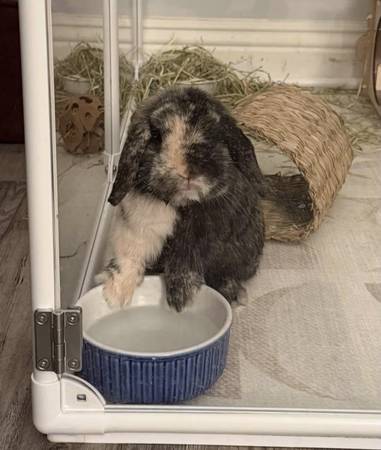 Conejo Holland Lop: Gratis para un buen hogar
