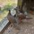 PHEASANTS 2 thumbnail
