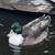 Call Ducks 2 thumbnail