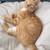 "Short Tail" Orange Tabby Kitten Needs Home 2 thumbnail