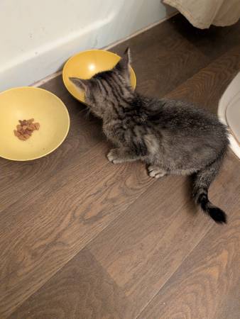 Tabby kitten found (Overland Park)582685425665331201