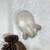 PEDIGREED HOLLAND LOP BUNNIES 14 thumbnail