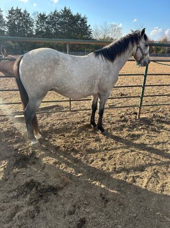 Young grey quarter horse gelding 1