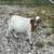 Fainting Goat Does 6 thumbnail